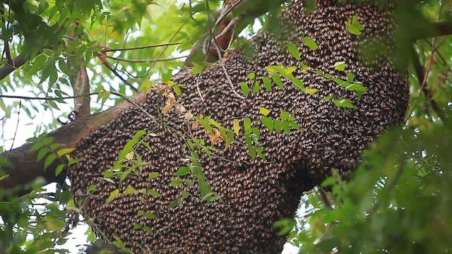 Honeycomb on a tree in India