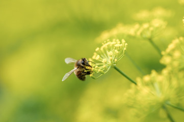 Dill herbs flower with bee macro