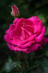 Fototapeta premium red rose close up