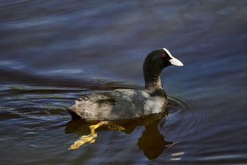  photo of  coot in the lake, Poland, Europe