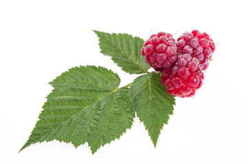 Ripe raspberry with leaves isolated on white background close-up