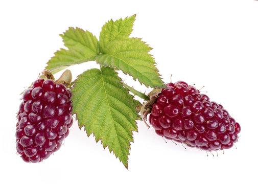 loganberry fruit or red blackberry.  A hexaploid hybrid produced from pollination of a plant of the octaploid blackberry cultivar Aughinbaugh by a diploid red raspberry. Isolated on white background