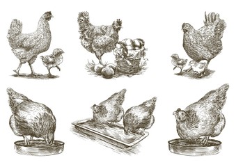 chicken breeding. animal husbandry. vector sketches on white - obrazy, fototapety, plakaty