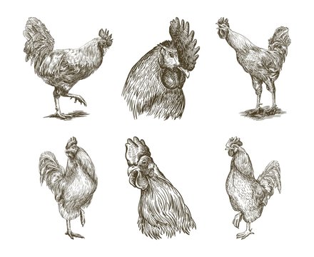 chicken breeding. animal husbandry. vector sketches on white