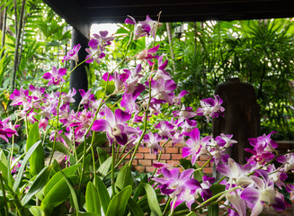 Violet Orchid Flowers blooming in the Garden.
