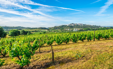 Fototapeta na wymiar Countryside with Vine Grape scrubs near Belmonte town - Portugal
