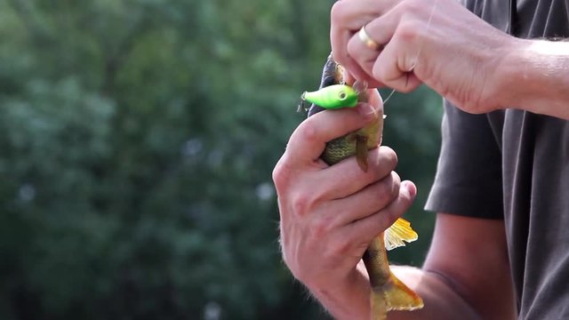 Fisherman removes fish catch from his fishing rod