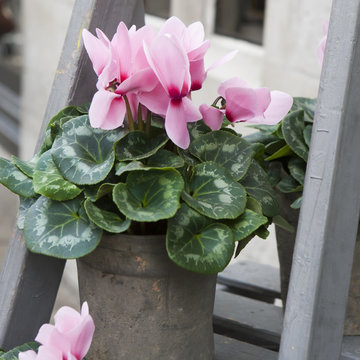 Fototapeta the pink cyclamen on the grey wooden steps near building as a decoration