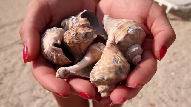 Sea shells in woman hands