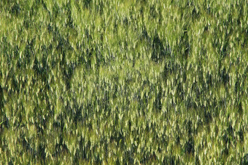 Green wheat