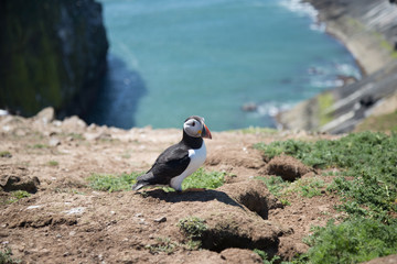 Puffins on Skomer Island