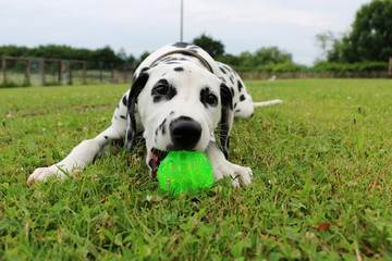 dalmatiner welpe spielt mit einem ball im garten