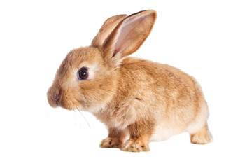 Funny redhead rabbit