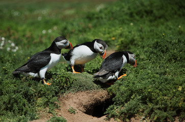 Puffins on Skomer Island