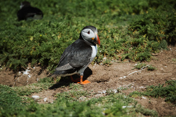 Puffins on Skomer Island