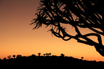 Silhouettes of quiver trees at sunset or sunrise in Africa