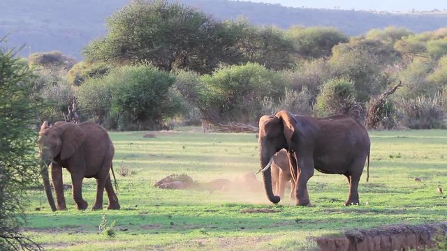 Herd of African Elephants diffing up grass by the roots to eat