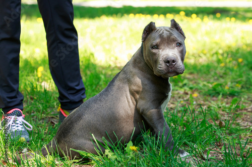 45+ American Blue Staffordshire Terrier