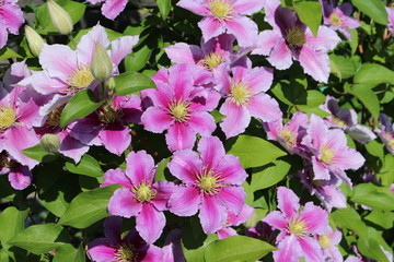 Clematis