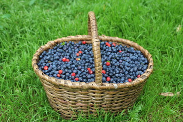 Fototapeta na wymiar blueberry basket