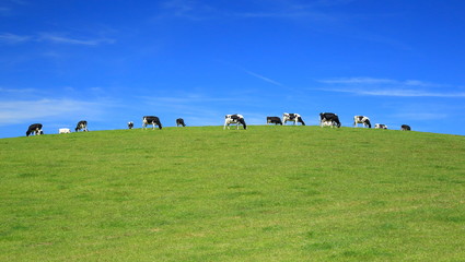 Herd of cows graze on a horizon against blue sky in East Devon, England.