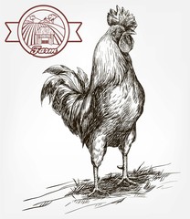 chicken breeding. animal husbandry. livestock © la_puma