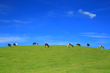 Herd of cows graze on a horizon against blue sky in East Devon, England.