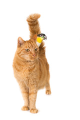 Obraz premium Ginger cat with noble parrot on his back, white background.