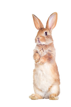 The funny rabbit is standing on its hind legs