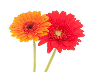 Two African Daisy flowers, one orange, one red, isolated on white.