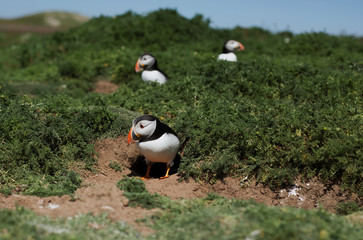 Puffins on Skomer Island 