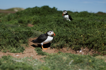 Puffins on Skomer Island