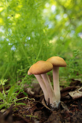 森の中のキノコ