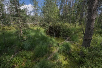 Peat bogs - National Nature Reserve - Cervene blato,Trebonsko, Crech republic, Europe