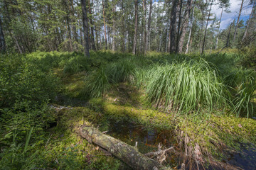 Peat bogs - National Nature Reserve - Cervene blato,Trebonsko, Crech republic, Europe