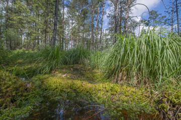 Peat bogs - National Nature Reserve - Cervene blato,Trebonsko, Crech republic, Europe