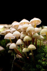 森の中のキノコ