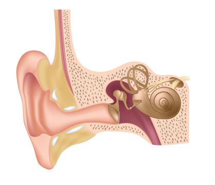 Ear anatomy, unlabeled. 