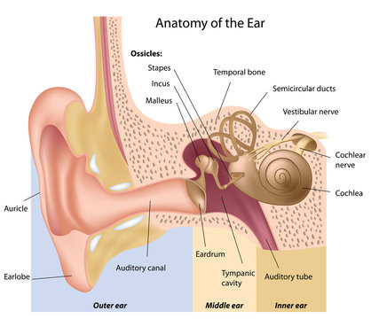 Human ear anatomy, labeled. 