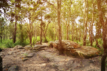 Forest with sunrise.