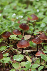 森の中のキノコ