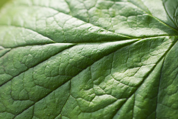 Green leaf terxture in natural light. Shallow depth of field