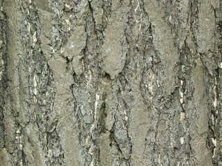 イチョウの樹皮