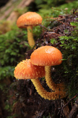 森の中のキノコ