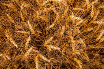 Wheat field and sunny day