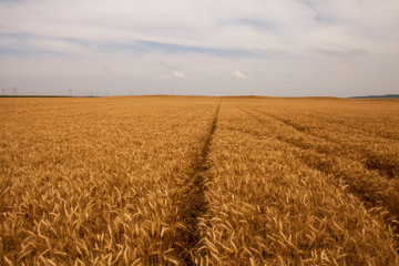 Golden wheat field and sunny day