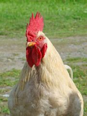 White cock close up