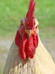 White cock close up