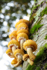 森の中のキノコ