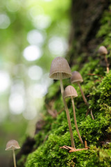 森の中のキノコ